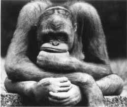 nuevo 09.jpg (7108 bytes)